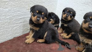 Photo №1. rottweiler - for sale in the city of Esslingen am Neckar | 465$ | Announcement № 171453