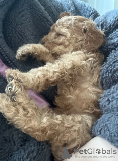 Photo №3. F1B Cavapoo pups. Australia