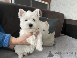 Photo №3. Lead to. Latvia