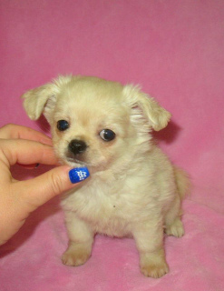 Photo №2 to announcement № 4591 for the sale of chihuahua - buy in Russian Federation private announcement