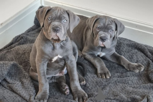 Photo №1. cane corso - for sale in the city of Amsterdam | 1032$ | Announcement № 160786