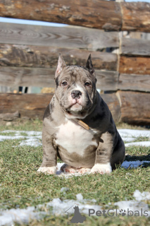 Photo №4. I will sell american bully in the city of Riga. from nursery - price - 1882$