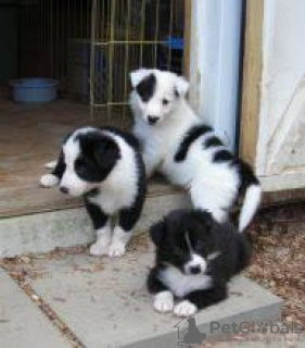 Photo №1. border collie - for sale in the city of Vienna | negotiated | Announcement № 124802