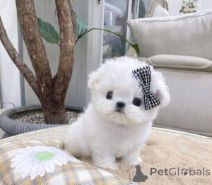Photo №1. maltese dog - for sale in the city of Helsinki | negotiated | Announcement № 73844