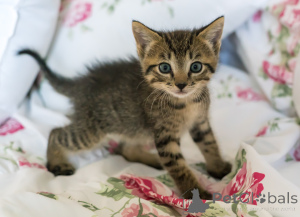 Photo №3. 8 weeks old kittens all boys. United States