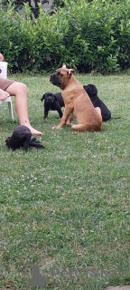 Additional photos: Cane Corso puppies for sale