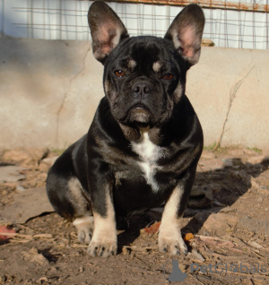 Photo №2 to announcement № 7451 for the sale of french bulldog - buy in Ukraine breeder