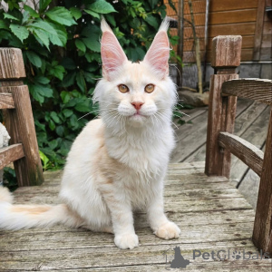 Photo №1. maine coon - for sale in the city of Dalarö | negotiated | Announcement № 156995