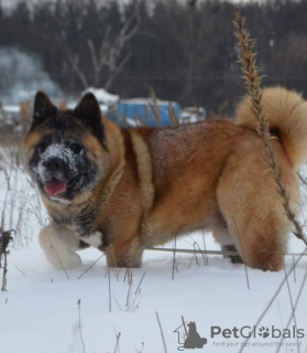 Additional photos: american akita