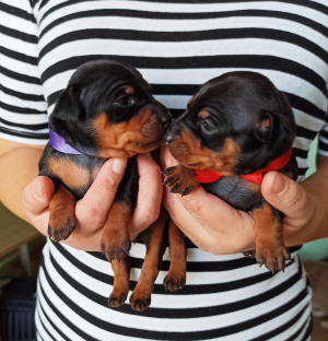 Photo №4. I will sell miniature pinscher in the city of Kiev. from nursery - price - 365$