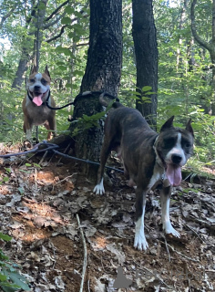 Photo №3. One chance to grab your dream pets(American Mastiff dogs). Belarus