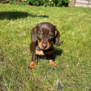 Photo №1. dachshund - for sale in the city of Denver | 600$ | Announcement № 147211