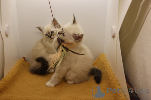 Photo №4. I will sell birman in the city of Barra de Navidad. private announcement - price - 379$