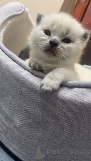 Photo №1. british longhair - for sale in the city of Braunschweig | 392$ | Announcement № 166921