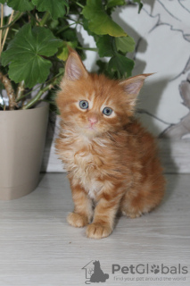 Photo №2 to announcement № 10943 for the sale of maine coon - buy in Russian Federation private announcement