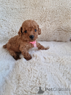 Photo №1. non-pedigree dogs - for sale in the city of California City | 250$ | Announcement № 155650
