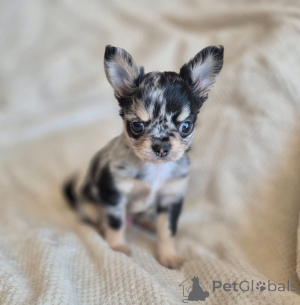 Photo №2 to announcement № 165004 for the sale of chihuahua - buy in Finland private announcement, breeder