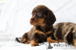 Photo №1. dachshund - for sale in the city of Антверпен | 264$ | Announcement № 45538