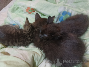 Photo №1.  - for sale in the city of St. Petersburg | negotiated | Announcement № 146294