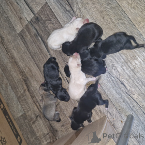 Photo №1. border collie - for sale in the city of Minsk | 59$ | Announcement № 139001
