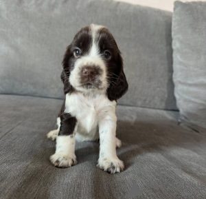 Photo №3. Urocze szczenięta angielskiego cocker spaniela do adopcji.. Poland