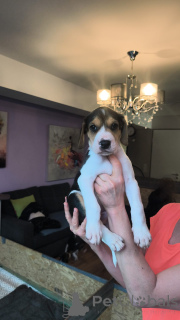 Photo №2 to announcement № 166244 for the sale of russian hound - buy in Germany private announcement