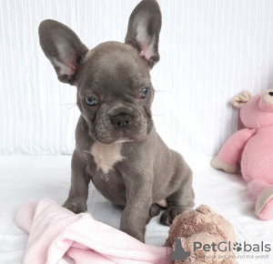 Photo №2 to announcement № 133223 for the sale of french bulldog - buy in Luxembourg private announcement