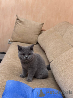 Photo №1. british shorthair - for sale in the city of Bochum | negotiated | Announcement № 166824
