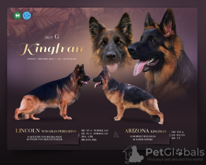 Photo №1. german shepherd - for sale in the city of Kozy | 1040$ | Announcement № 27790