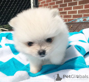 Photo №2 to announcement № 147481 for the sale of pomeranian - buy in United States private announcement