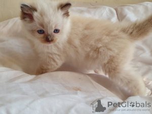 Photo №2 to announcement № 132165 for the sale of  - buy in Switzerland 