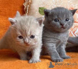 Photo №4. I will sell british shorthair in the city of Sacramento. private announcement - price - 260$