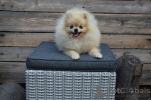 Additional photos: Pomeranian-Pomeranian Boo