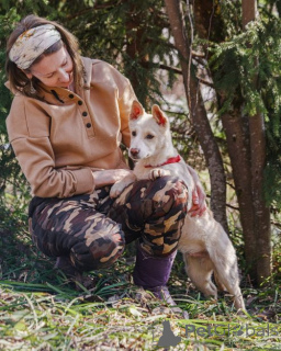 Photo №3. Peerless domestic puppy Pilot is looking for a home. Russian Federation