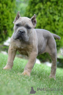 Photo №1. cane corso - for sale in the city of Obrenovac | negotiated | Announcement № 168823