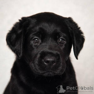 Photo №4. I will sell labrador retriever in the city of Krymsk city. from nursery - price - 608$