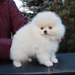 Photo №1. pomeranian - for sale in the city of Bremen | 350$ | Announcement № 124817