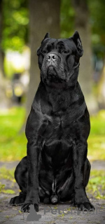 Additional photos: Italian Cane Corso puppies