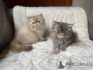 Photo №1. himalayan cat - for sale in the city of Paris | negotiated | Announcement № 83022