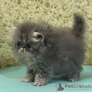 Photo №2 to announcement № 65083 for the sale of persian cat - buy in Greece private announcement