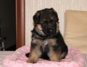 Photo №4. I will sell german shepherd in the city of Nizhny Novgorod. private announcement - price - 548$