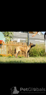 Photo №2 to announcement № 101610 for the sale of belgian shepherd - buy in Poland breeder