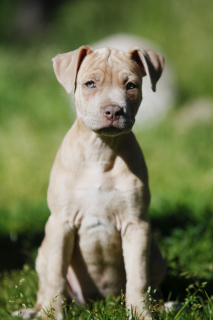 Additional photos: Exclusive offer! Isabella Pit Bull Girls