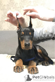 Additional photos: Doberman puppies