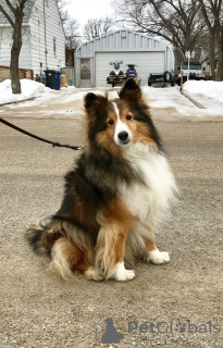 Photo №1. shetland sheepdog - for sale in the city of Aizlingen | 516$ | Announcement № 157798