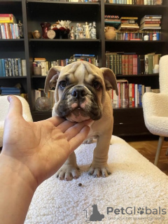 Additional photos: English bulldog