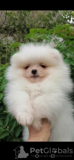 Photo №1. pomeranian - for sale in the city of Minsk | 208$ | Announcement № 58433