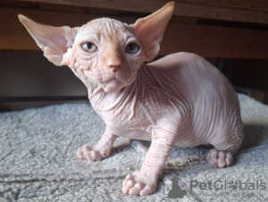 Photo №1. sphynx cat - for sale in the city of Дармштадт | negotiated | Announcement № 117212