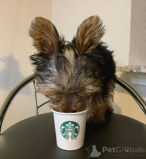 Photo №4. I will sell yorkshire terrier in the city of Helsinki. private announcement, from the shelter - price - 516$
