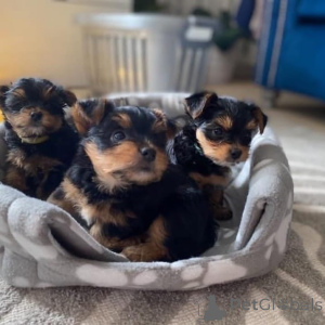 Photo №1. non-pedigree dogs - for sale in the city of Benidorm | negotiated | Announcement № 168293